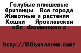 Голубые плюшевые британцы - Все города Животные и растения » Кошки   . Ярославская обл.,Фоминское с.